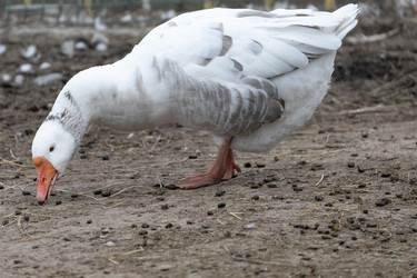 Similar image 21976106