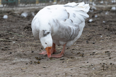 Similar image 21976107