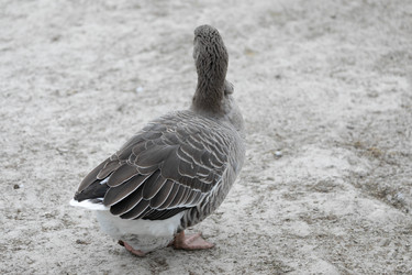 Similar image 21976109