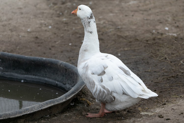 Similar image 21976110