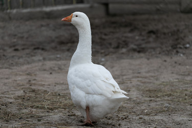 Similar image 21976111