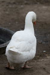 Similar image 21976112