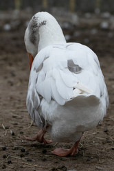 Similar image 21976113