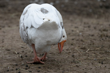 Similar image 21976114