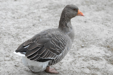 Similar image 21976115