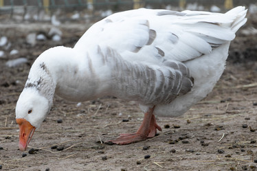 Similar image 21976116