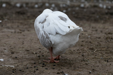 Similar image 21976138