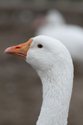 Similar image 21976139