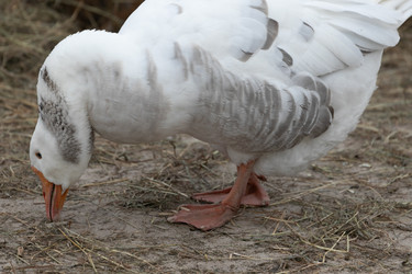 Similar image 21976141