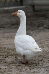 Similar image 21976142