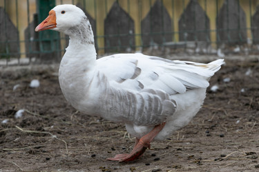 Similar image 21976143