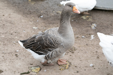 Similar image 21976304