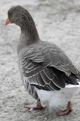 Similar image 21976305