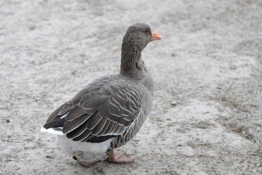 Similar image 21976306