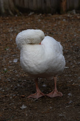 Similar image 21976307