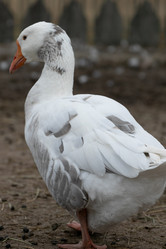 Similar image 21976308