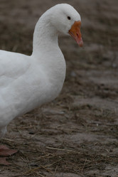 Similar image 21976309