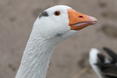 Similar image 21976310