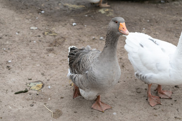 Similar image 21976312