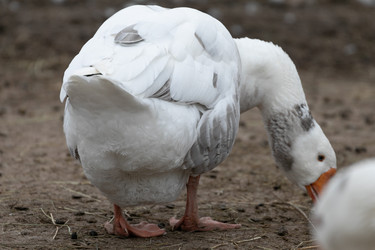 Similar image 21976313