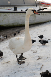 Similar image 21970616