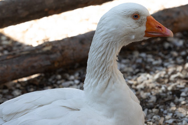 Similar image 21976584