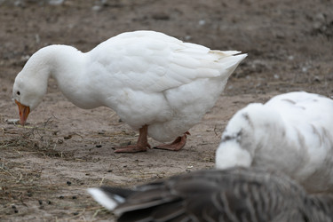 Similar image 21976585