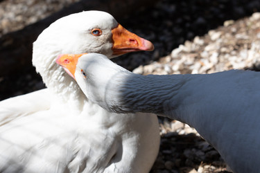 Similar image 21976586