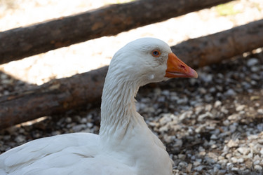 Similar image 21965985