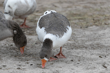 Similar image 21965990