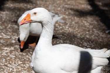 Similar image 21965991