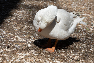 Similar image 21965992