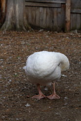 Similar image 21965993