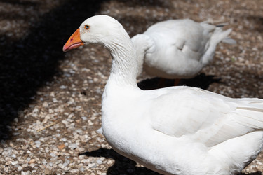 Similar image 21965996