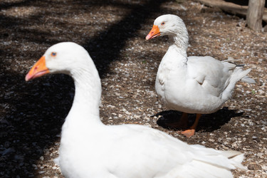 Similar image 21966001