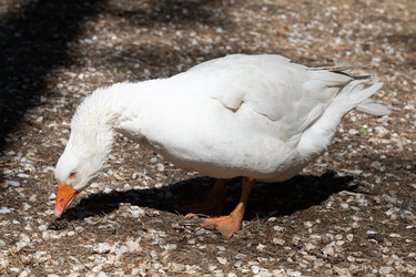 Similar image 21966003