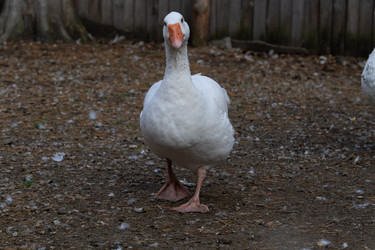 Similar image 21966004