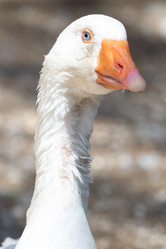 Similar image 21966005