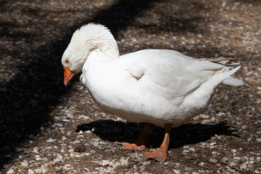 Similar image 21966006