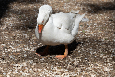 Similar image 21966011