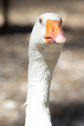 Similar image 21966014