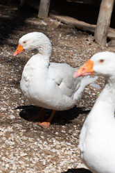 Similar image 21966017