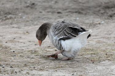 Similar image 21966018