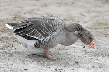 Similar image 21966019