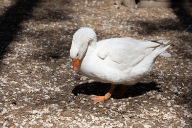 Similar image 21966021