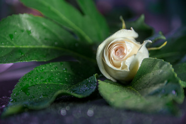 Similar image 21953418