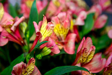 Similar image 21954990