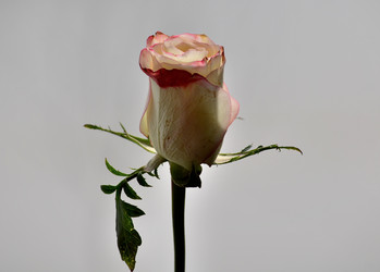 Similar image 21953515