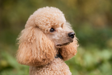 Similar image 21971149