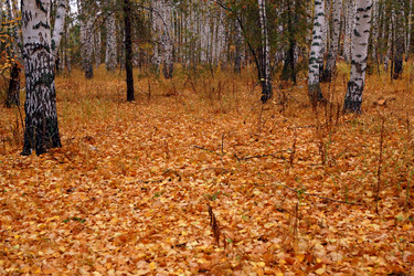 Similar image 21955305